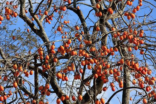 Japanese Persimmon