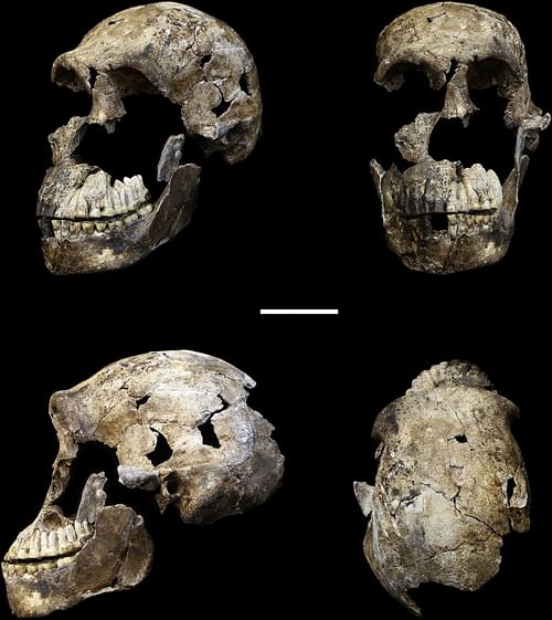 Homo Naledi Skull (by John Hawks e.a. (2017), CC BY)