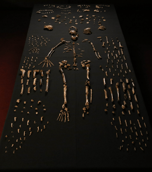 Homo Naledi Composite Skeleton