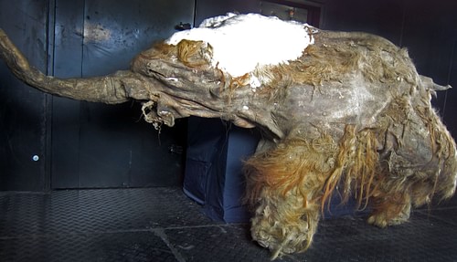 Young Woolly Mammoth Carcass