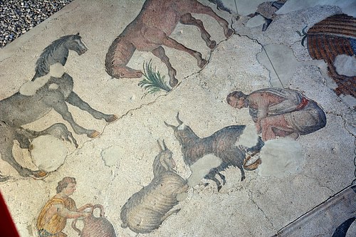 Herdsman Milking a Goat, Byzantine Mosaic