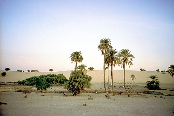 Mao Oasis, Chad