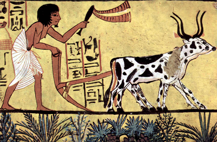 Plowing Egyptian Farmer