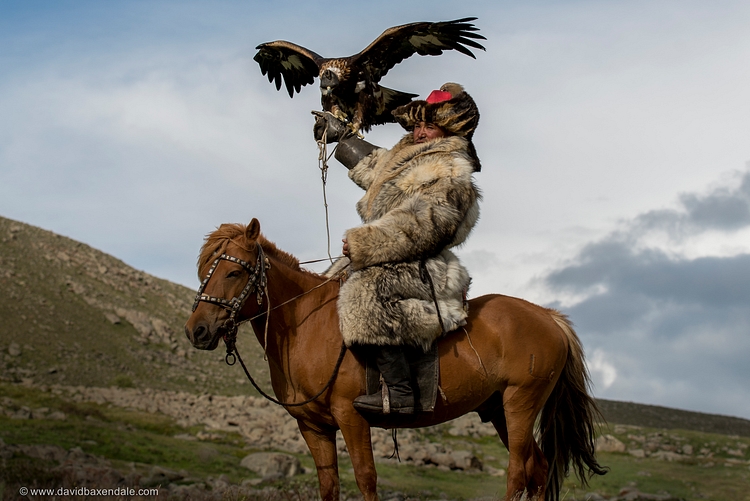 Mongol Falconer