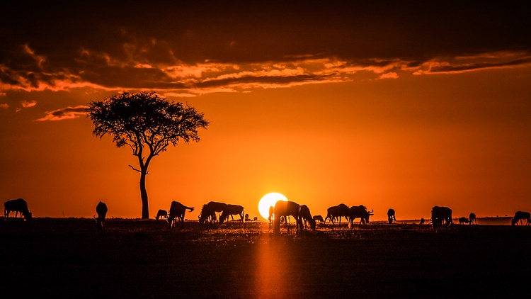 Sunrise in the Maasai Mara