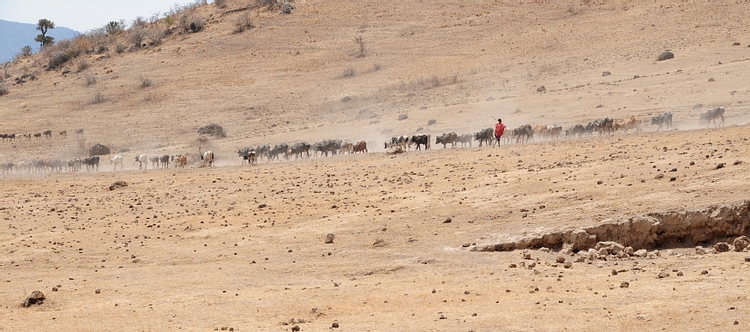 Maasai Herdsman