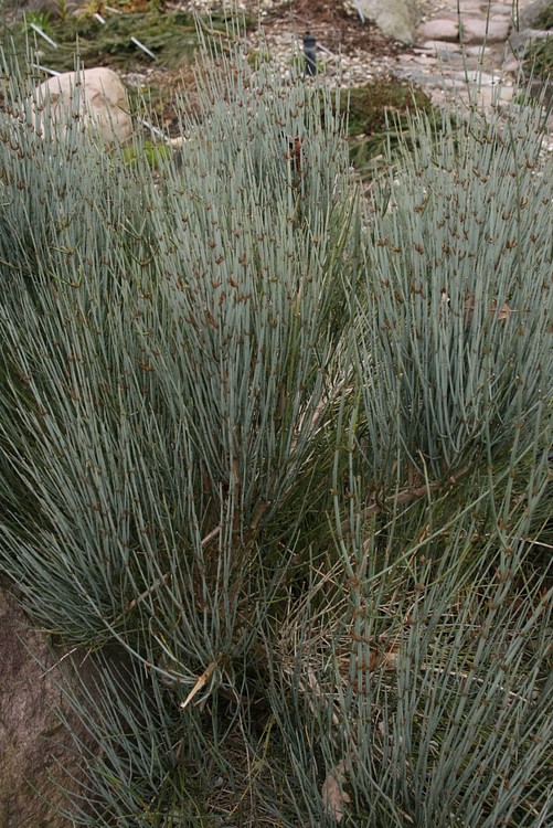 Ephedra Intermedia