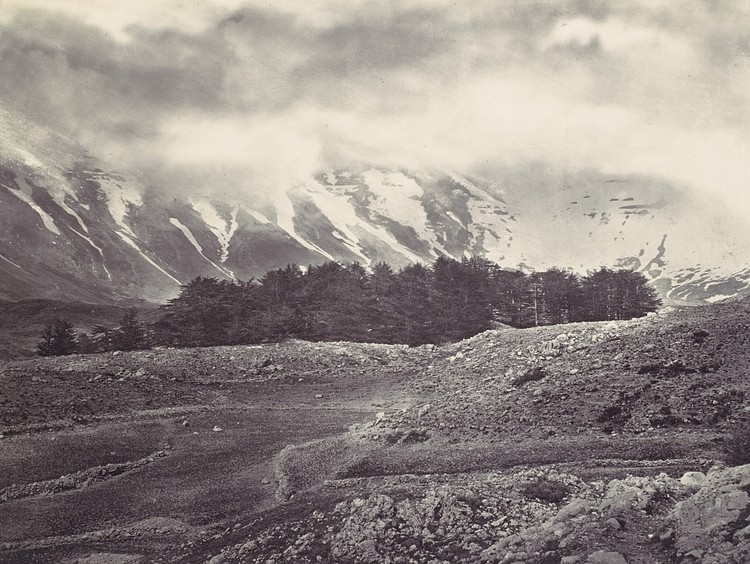 Cedars of Lebanon, 1857 CE