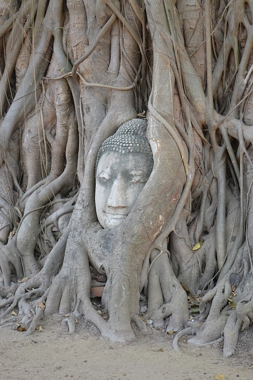 Buddha head at Wat Mahathat