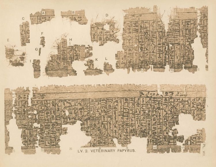 Kahun Veterinary Papyrus