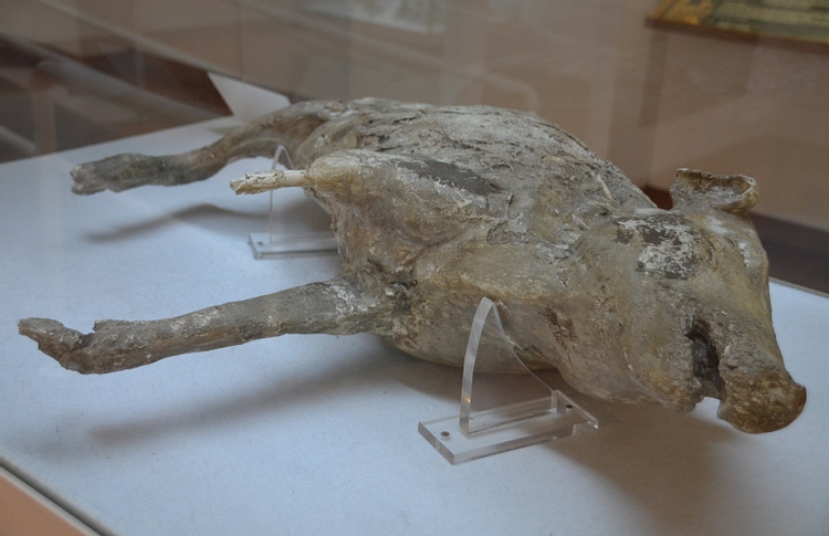 Plaster Cast of a Pig from the Eruption of Vesuvius