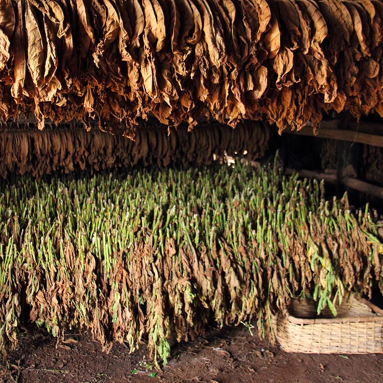 Tobacco Drying