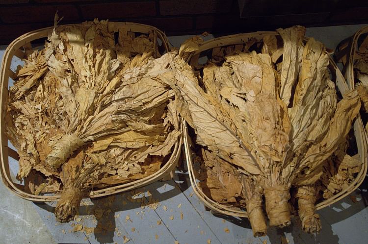 Dried Tobacco