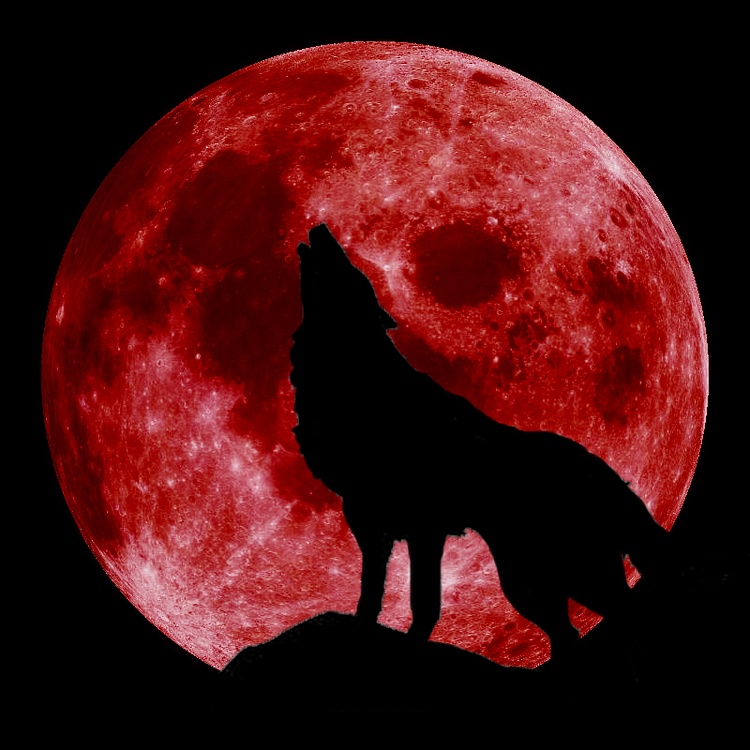 Blood Moon with Wolf