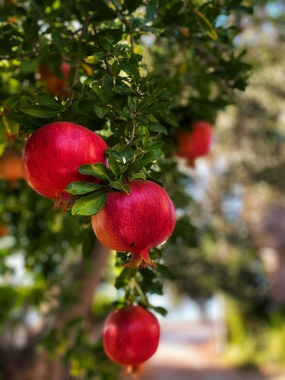 Pomegranate Tree