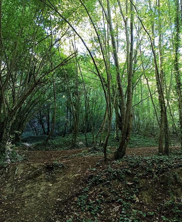 The Grove of Lake Skra