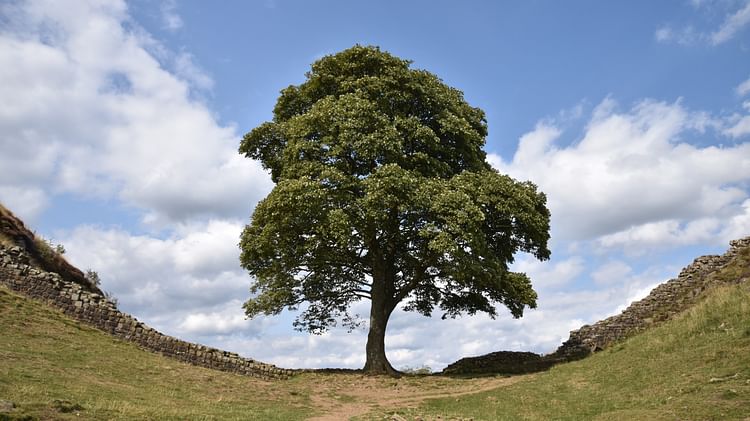 Sycamore Gap, Hadrian's Wall