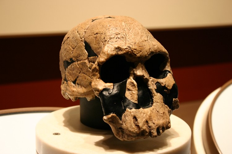 Homo Rudolfensis Skull (KNM-ER 1470)