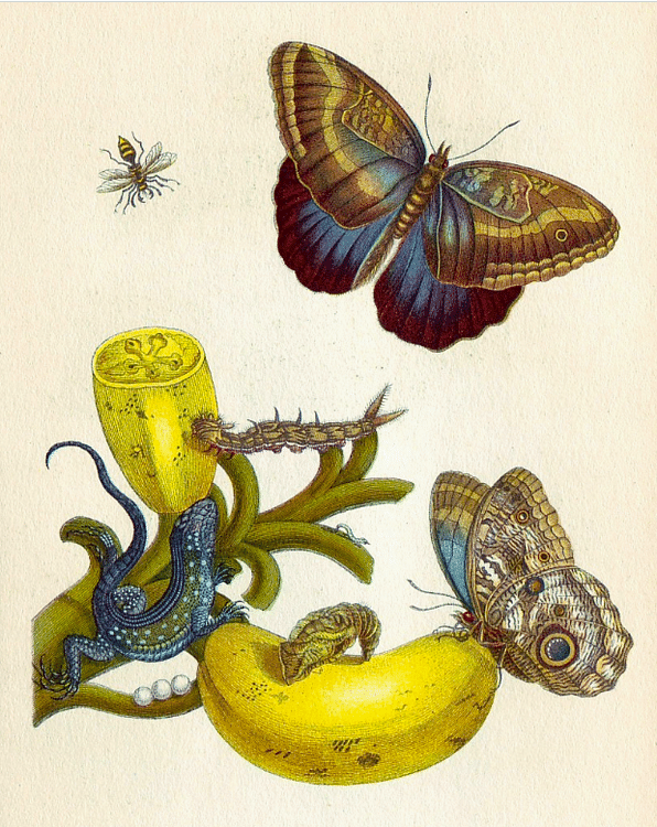 Illustration by Maria Sibylla Merian