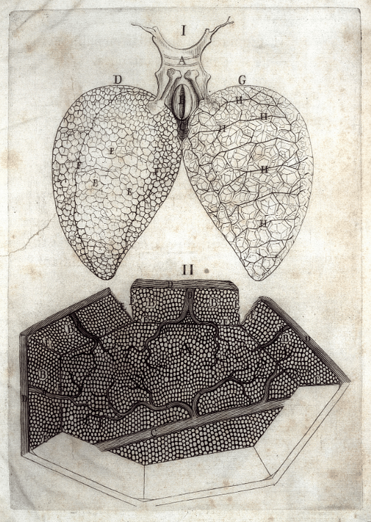 Malpighi's Illustration of a Frog's Lungs