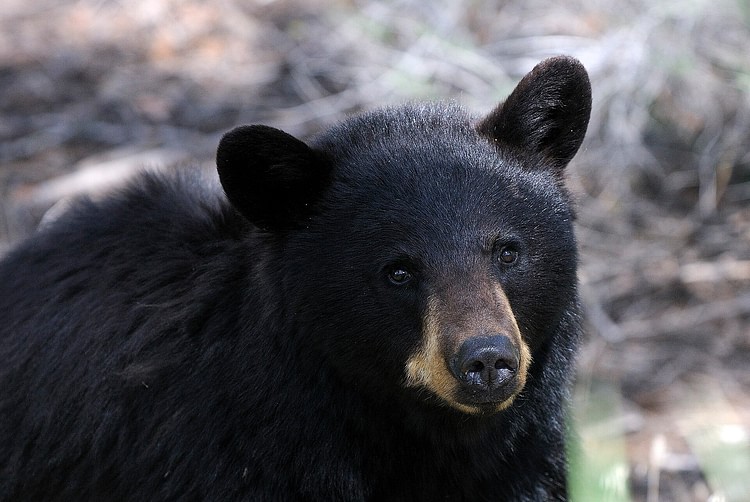 North American Black Bear