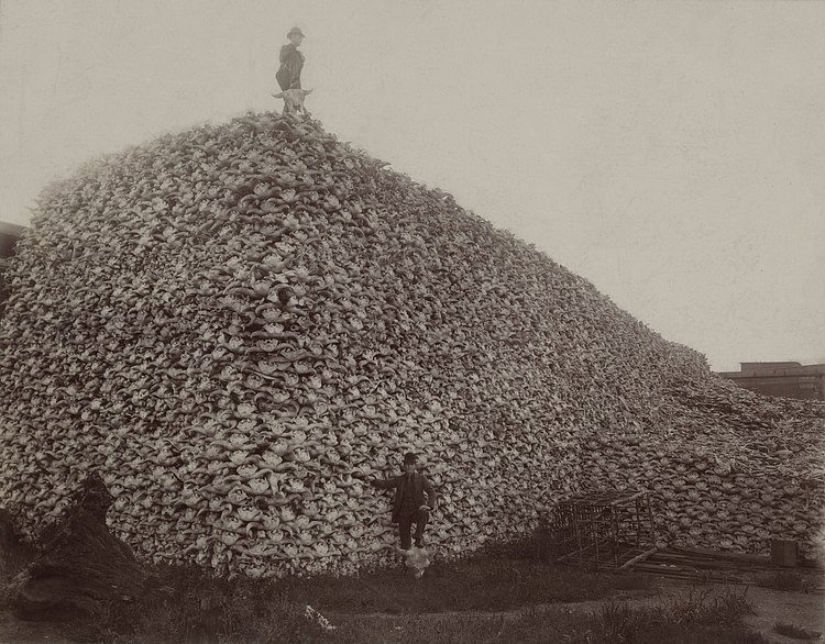 Bison Skull Pile, 1892