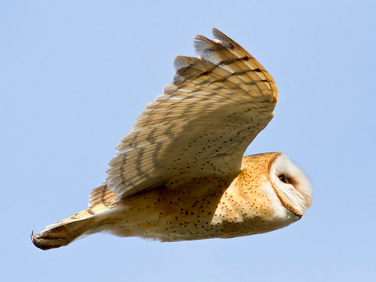 North American Barn Owl in Flight