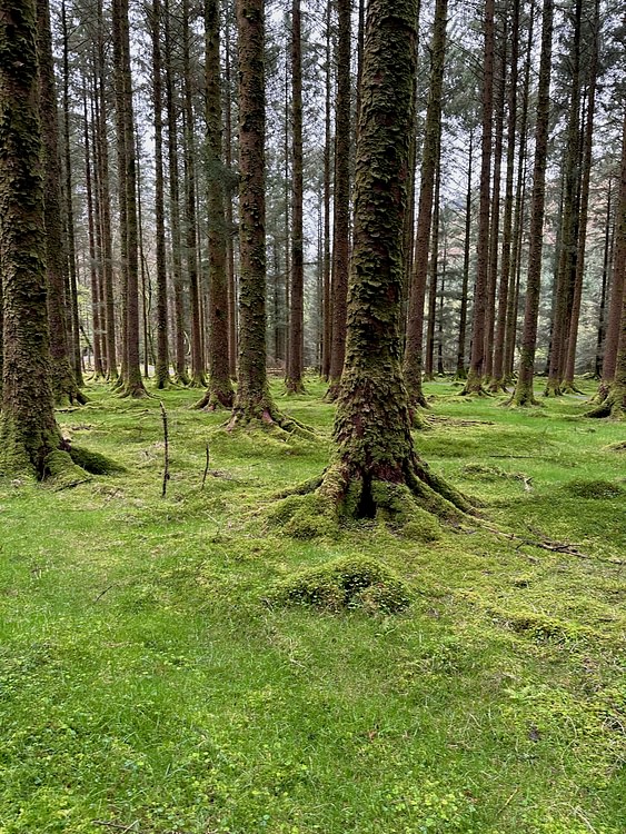 Gaugane Barra National Forest Park, County Cork, Ireland