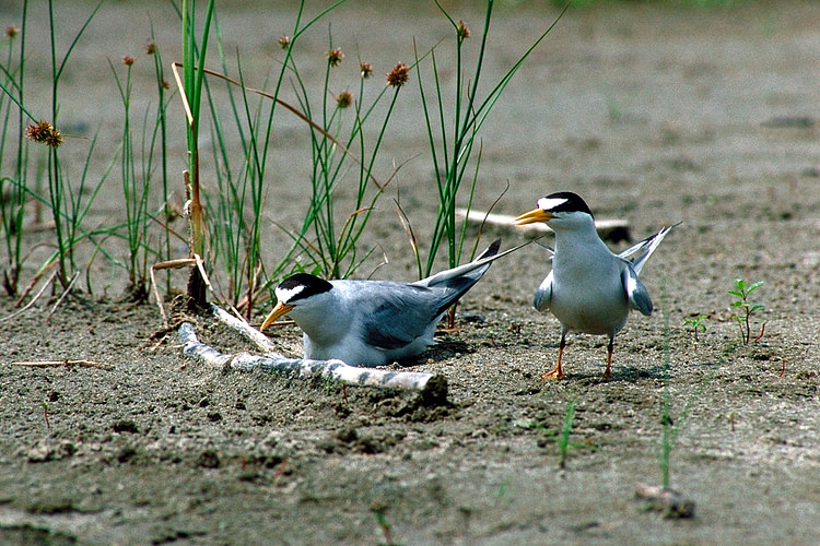 Nesting Least Terns on Missouri River