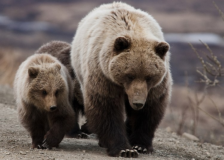 North American Bear & Cub