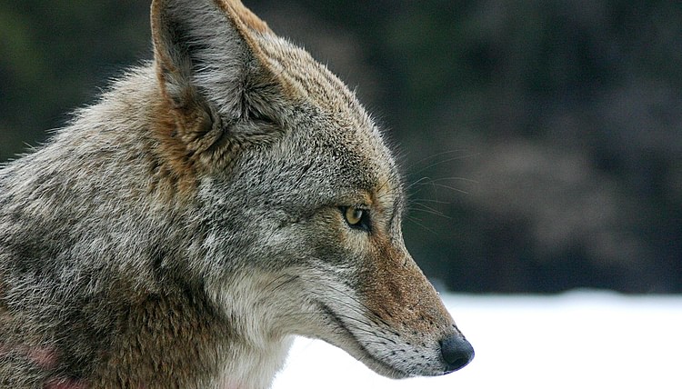 North American Coyote