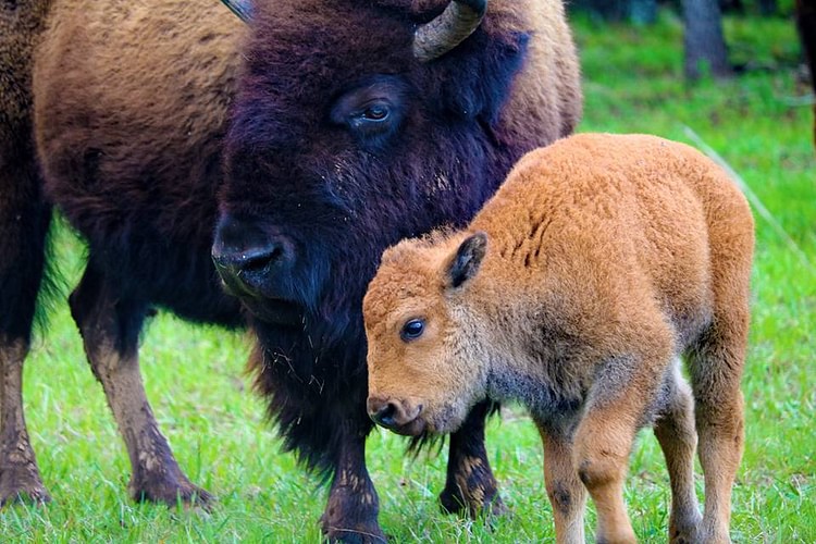 Bison on the Woolaroc Preserve, Oklahoma