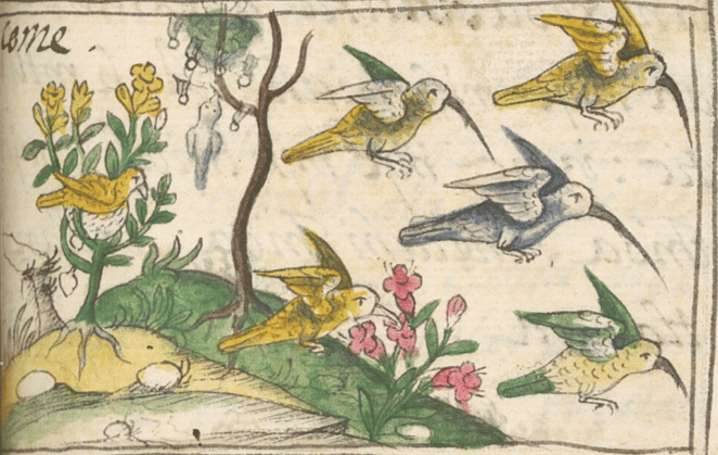 A Charm of Hummingbirds