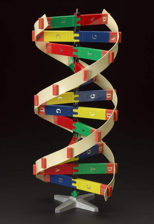 DNA Molecular Model