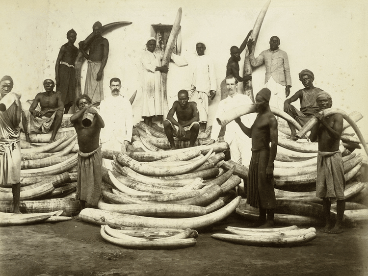 Ivory & the Colonization of Africa