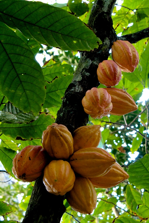 CocoaTree