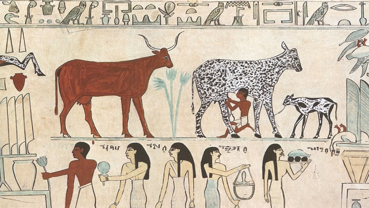 Early Domestication of Cattle