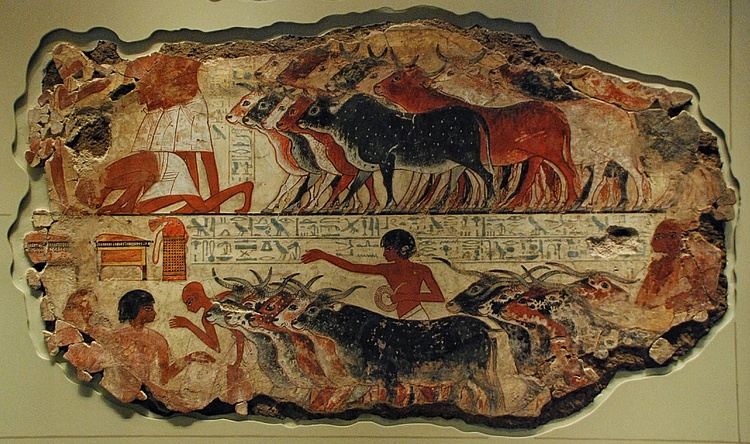 Egyptian Cattle Herd