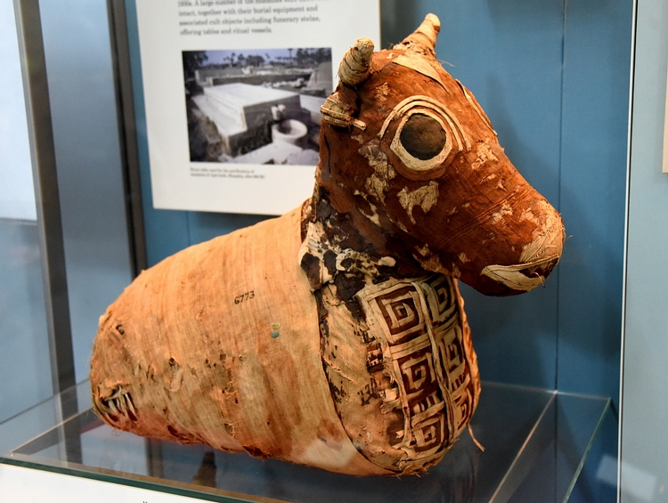 Mummy of a Young Bull
