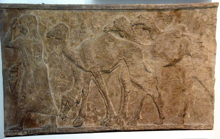 Captured Camels from Arab Enemies of Tiglath-pileser III