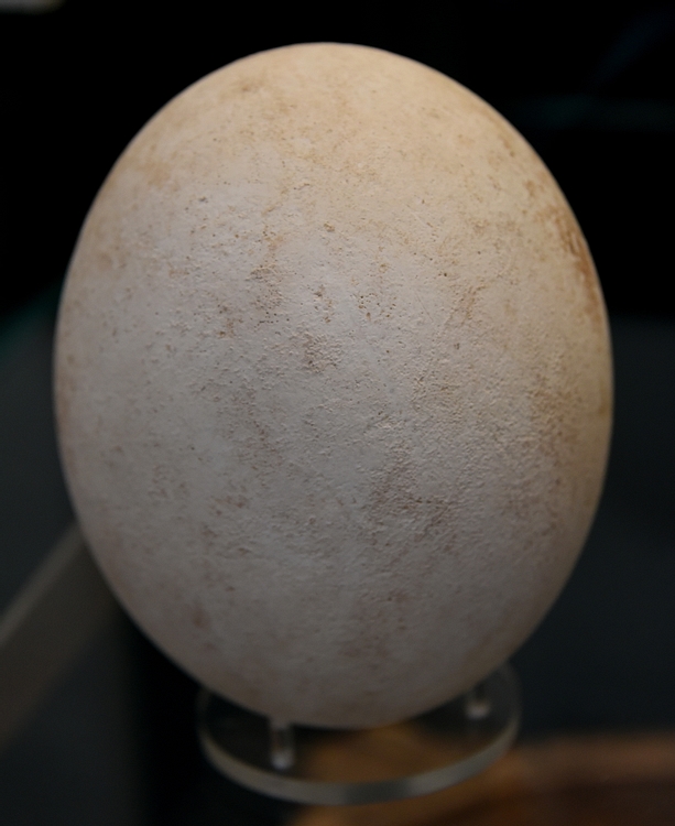 Ostrich Egg from Lachish