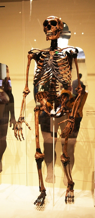 Neanderthal Adult Male Skeleton
