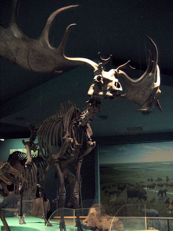 Megaloceros (Giant Elk) Skeleton