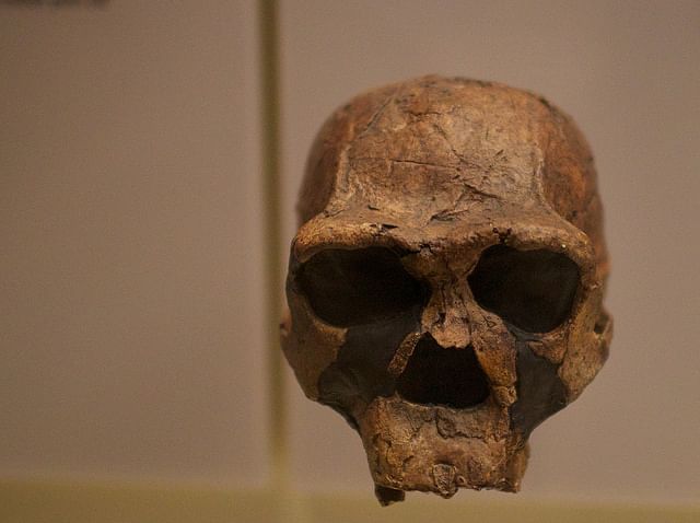 Homo Erectus Skull