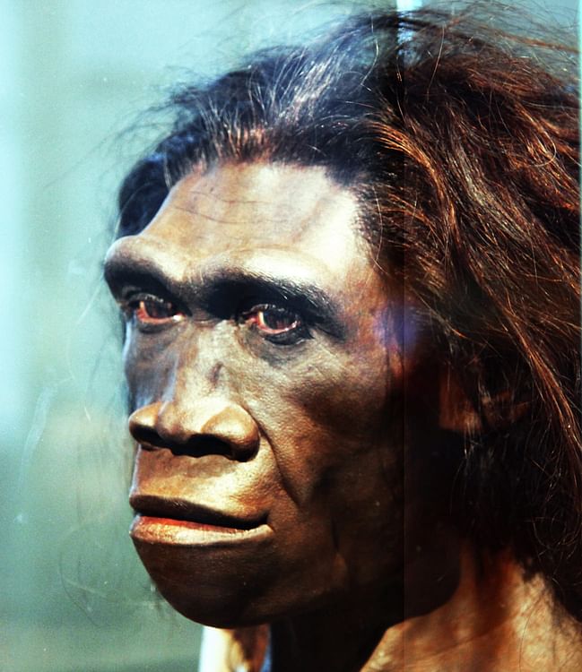 Reconstruction of Homo Erectus Adult Female Head