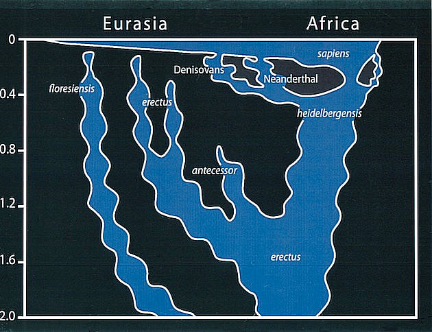 Stringer Graph-model of Homo Evolution