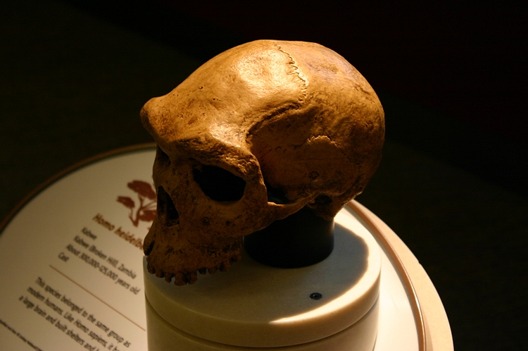 Homo Heidelbergensis Skull