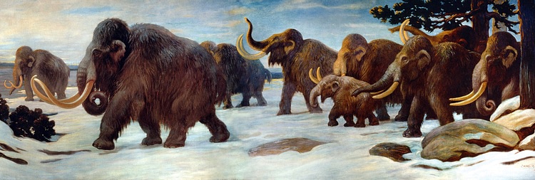 Woolly mammoths