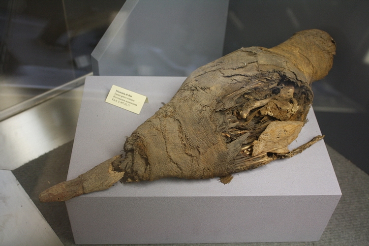 Egyptian Mummified Ibis