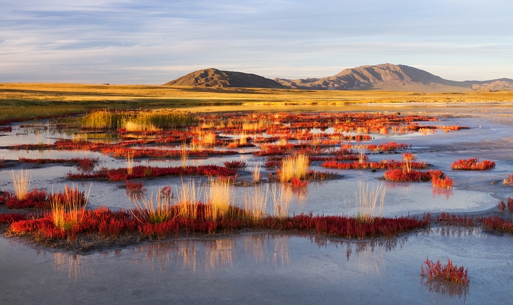 Mammoth Steppe